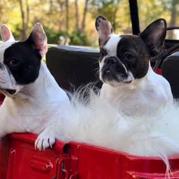 French Bulldogs and Goldendoodles from Frankie’s Frenchies