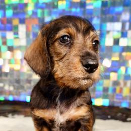 CHARLIE - Wild boar female Dachshund puppy in Mc Neil, Arkansas from Shining A Lowriders & Co.
