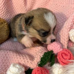 Girl 1 - Red female Pembroke Welsh Corgi puppy in Mountain View, Hawaii from Celtic Corgis