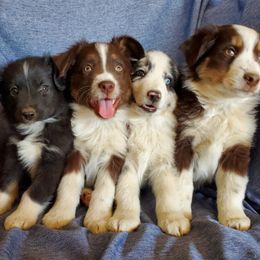 Miniature Australian Shepherds from WGI Aussies