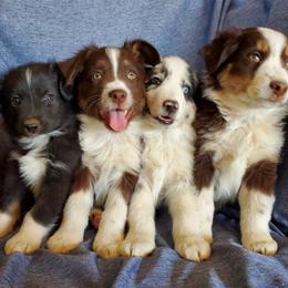 Miniature Australian Shepherds from WGI Aussies
