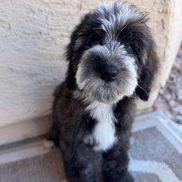 Bobby Yellow Collar Male - Sable male Bernedoodle puppy in Peoria, Arizona from Wroth's Pawsibilities