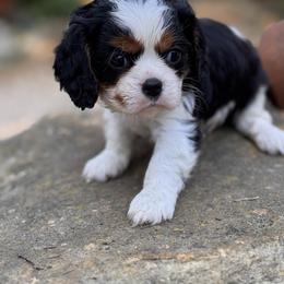 Happy - Tri-color male Cavalier King Charles Spaniel puppy in California from Tinkerpups
