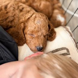 Cavapoo Puppies from Patriot Pups Cavapoos