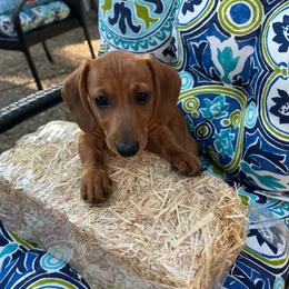 Ginny - Red female Dachshund puppy in San Antonio, Texas from Sunshine Sandra & Sweet Sausages