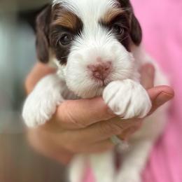 Blossom - Chocolate female Australian Labradoodle puppy in Dawson, Georgia from Still Pond Australian Labradoodles