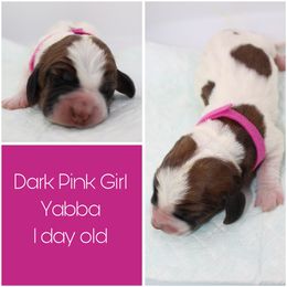 Girl 4 - Basset Hound puppy in Texas from Basset Hounds of Jacksboro, Tx