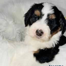 Lucky - Tri-color male Bernedoodle puppy in Beecher, Illinois from Erica’s Doodles