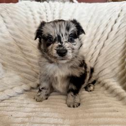 Nova - Blue merle female Miniature Australian Shepherd puppy in New Hampton, Iowa from Full River Australian Shepherds