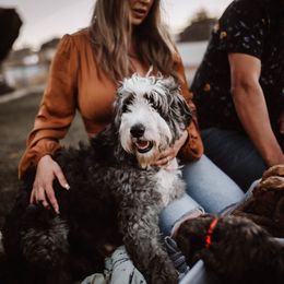 Aussiedoodle and Bernedoodle Puppies from High Desert Doodles