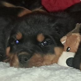 Boy 2 - Black and mahogany male Rottweiler puppy in De Witt, Iowa from Irish Eyes Kennels