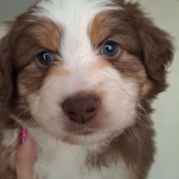 Emma - Red tri female Miniature Australian Shepherd puppy in Copperas Cove, Texas from Aussies Acre