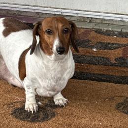Hera - Dachshund