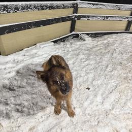 German Shepherd Puppies from Golden Ridge