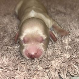 Dachshund Puppies from Whitesboro Dachshund