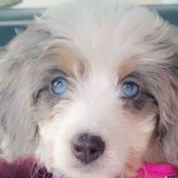 Sammie - Bernedoodle