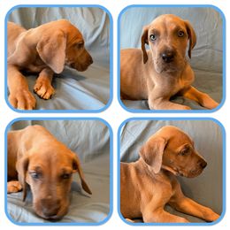 Boy 1 - Great Dane puppy in Mount Vernon, Illinois from Reagan’s Danes