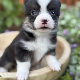Anakin Skywalker - Black and tan male Pembroke Welsh Corgi puppy in Olathe, Colorado from Rocking LJ Breeding