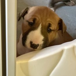 Anna - Red and white female Bull Terrier puppy in Springfield, Ohio from Lynn Hill Bull Terriers