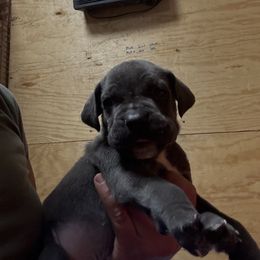Boy4 - Gray male Cane Corso puppy in Granbury, Texas from Revolutions Kennel