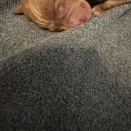 Boy 4 - Red  male Goldendoodle puppy in Golden, Colorado from Golden Mesa Doodles