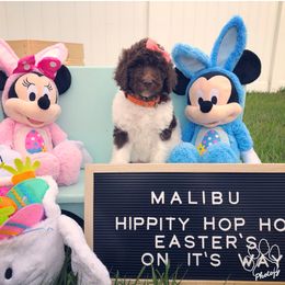 Poodle Puppies from The Parti Collection