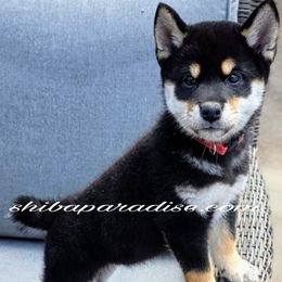 Katsumi - Black and tan female Shiba Inu puppy in Tualatin, Oregon from Shiba Paradise