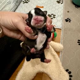 Andre the Giant (black collar) - Black and white male Shih Tzu puppy in Warrior, Alabama from The Anderson Farms Kennel