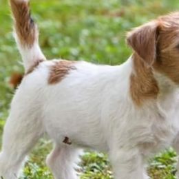 Russell Terriers from Diamonds Jack Russells