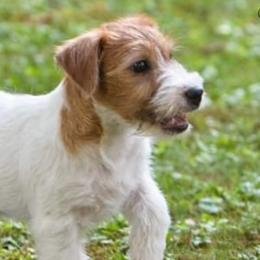 Russell Terriers from Diamonds Jack Russells