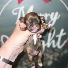 Simon - Tricolor male Shih Tzu puppy in Wilkesboro, North Carolina from Frannie and Annie Shih Tzu Babies