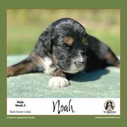 NOAH (Dark Green Collar) - Black tri-color male Aussiedoodle puppy in Branchland, West Virginia from Our Appalachian Doodles