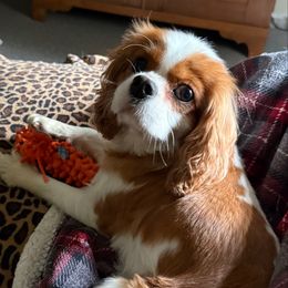 Ophelia - Cavalier King Charles Spaniel