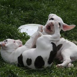 American Bulldog Puppies from Ferocia Kennels