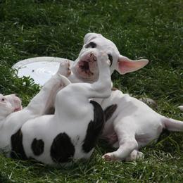 American Bulldog Puppies from Ferocia Kennels