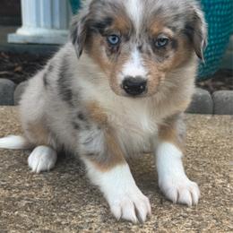 Matilda - Blue merle female Australian Shepherd puppy in Jonesborough, Tennessee from 5AFarms
