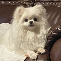 Ling Ling - Pomeranian