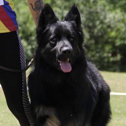 Fergus - German Shepherd