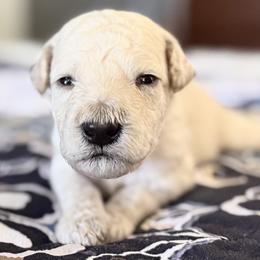 Mr Brown Collar - Cream male Poodle puppy in Screven, Georgia from Dreamland Standard Poodles