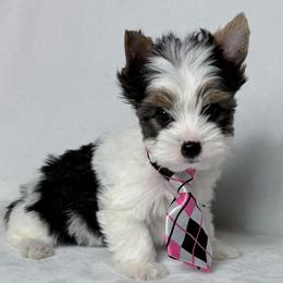 4th of July SPECIAL 2300 Roo - Black tan and white male Biewer Terrier puppy in Cartersville, Georgia from Alpha Tiny Paws