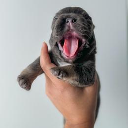 French Bulldog and Shih Tzu Puppies from Puppy Paper House