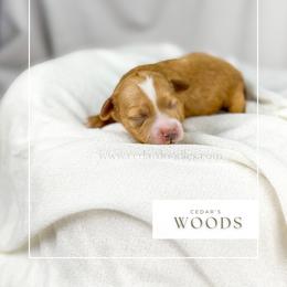 W O O D S - Red  male Goldendoodle puppy in Cedar City, Utah from Cedar Doodles- Home of the Teddybear Goldendoodle
