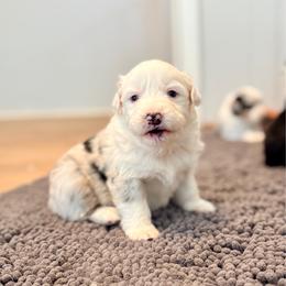 Angelica - Blue merle female Australian Shepherd puppy in Ashland, Ohio from SS Australian Shepherds