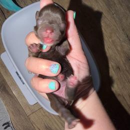 Muffin - Liver female Yorkshire Terrier puppy in London, Kentucky from Soto Yorkies