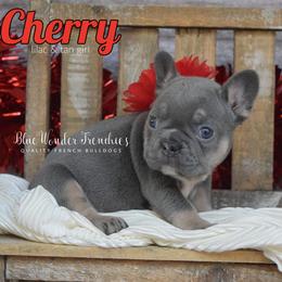 Cherry - Tricolors female French Bulldog puppy in Loxahatchee, Florida from Blue Wonder Frenchies