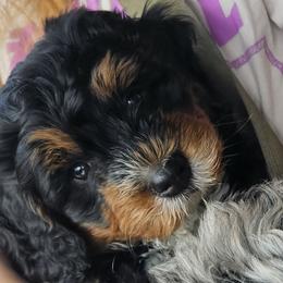 Sir-Loin - Tri-color male Bernedoodle puppy in San Marcos, California from DoodlyDoodlyDoodles