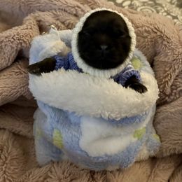 Bo - Chocolate male Shih Tzu puppy in Las Vegas, Nevada from P and J Farms