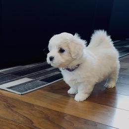 White Coton de Tulear Girl - White female Coton de Tulear puppy in Ashburn, Virginia from White Arctic Cotons
