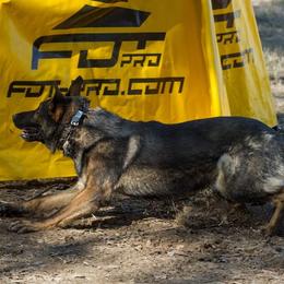 German Shepherds from Backwoods Kennels