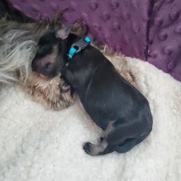 Miniature Schnauzer Puppies from Nature's Nook
